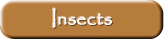 Insects