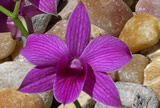 Orchids