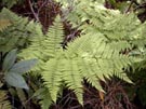 Fern