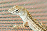 Reptiles