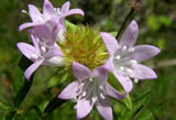 Wildflowers