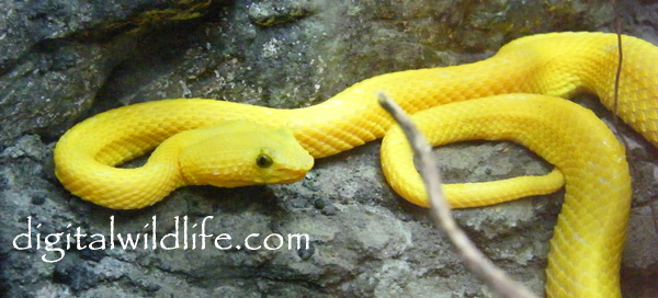 Eyelash Viper
