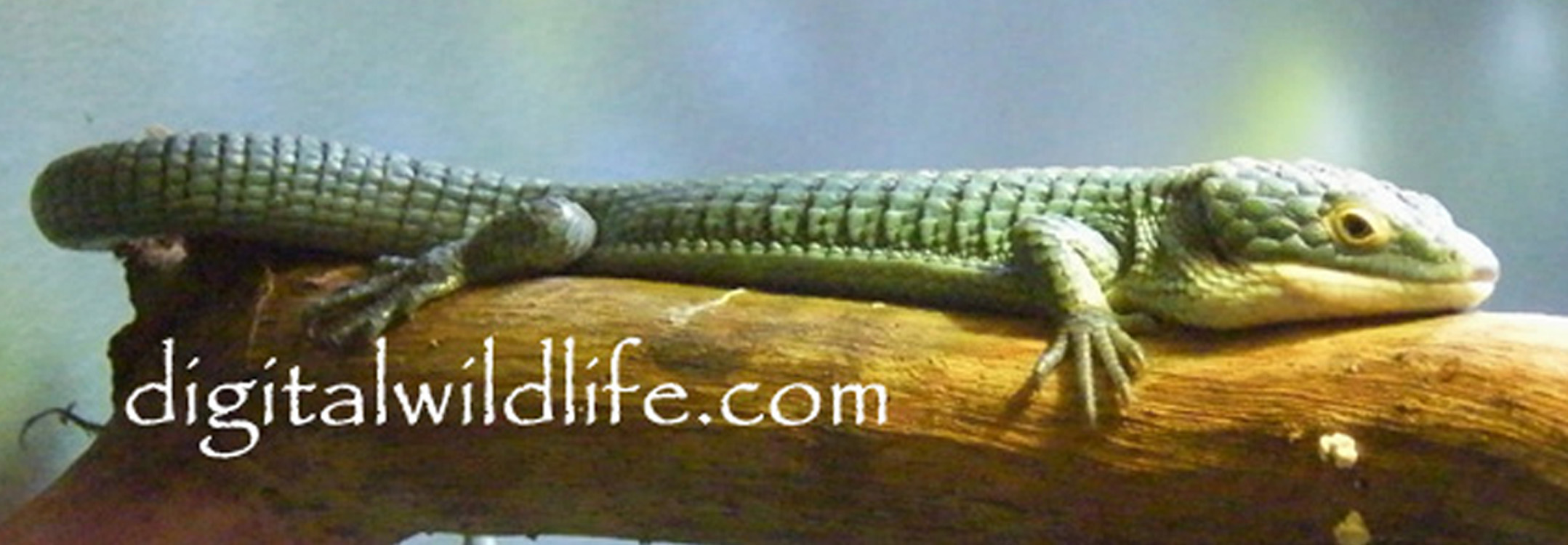 Alligator Lizard