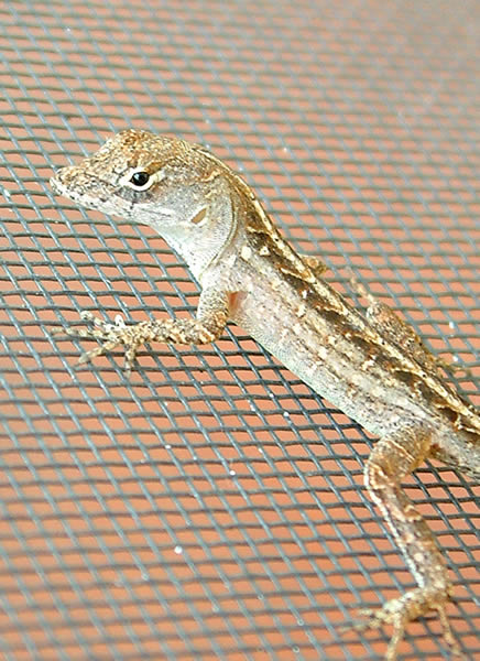 Brown Anole
