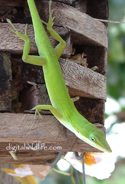 Green Anole