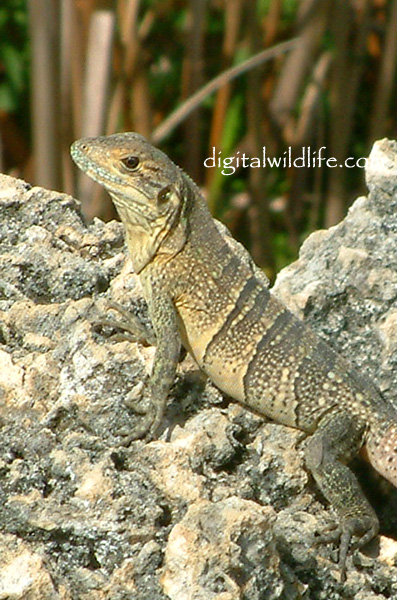 Spiny-Tailed Iguana