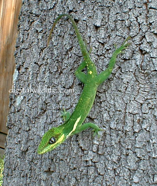 Cuban Knight Anole