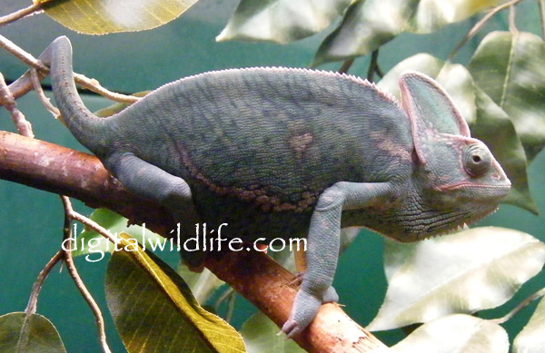 Veiled Chameleon