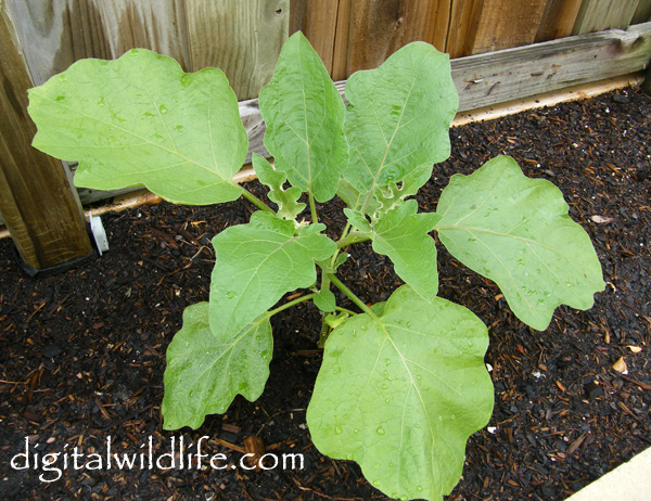 White Eggplant