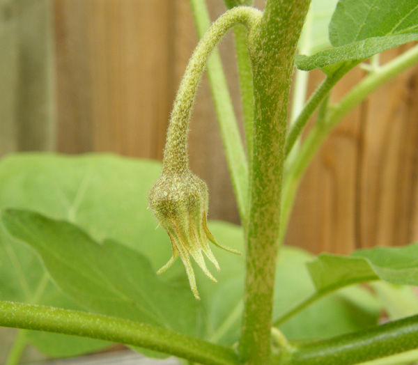 White Eggplant