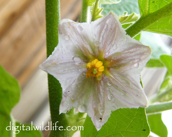 White Eggplant Flower