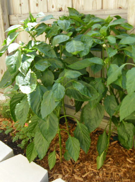 Green Pepper Plant