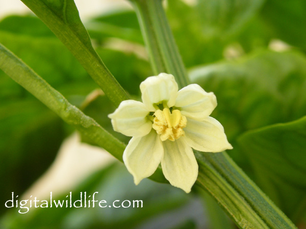 Green Pepper Flower