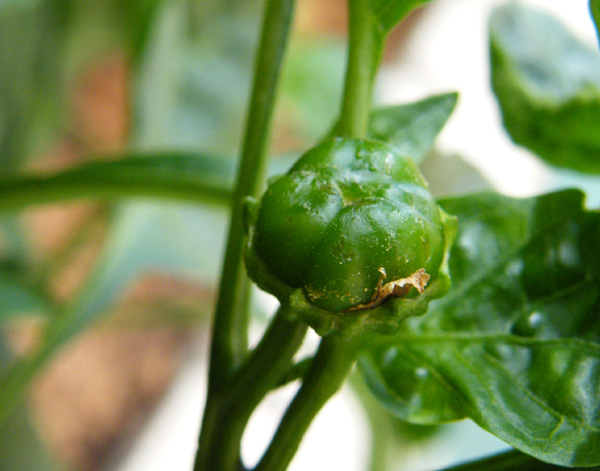 Green Pepper