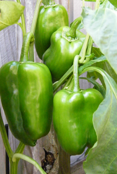 Green Pepper
