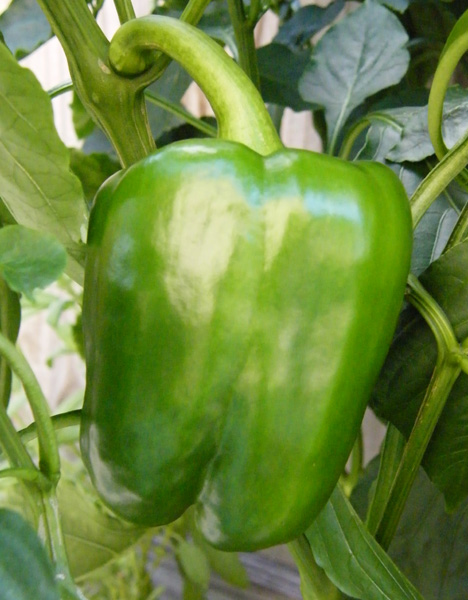 Green Pepper