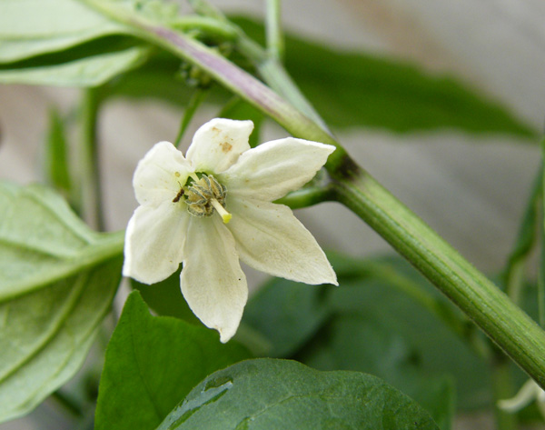 Tam Jalapeno Flower