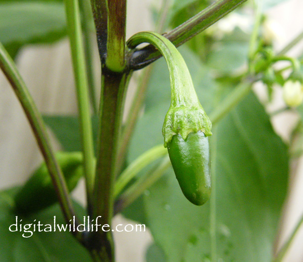 Tam Jalapeno