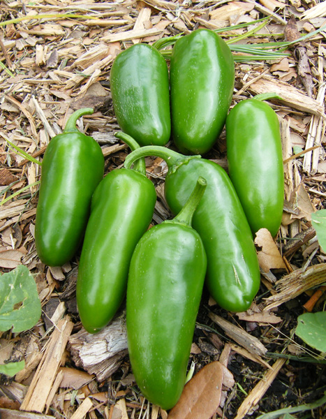 Tam Jalapeno