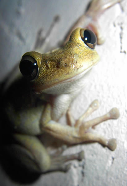 Tree Frog