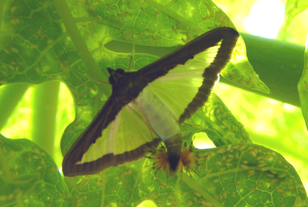 Cucumber Moth