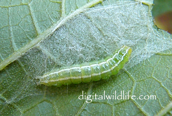 Cucumber Moth Caterpillar