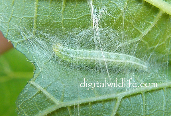Cucumber Moth Caterpillar