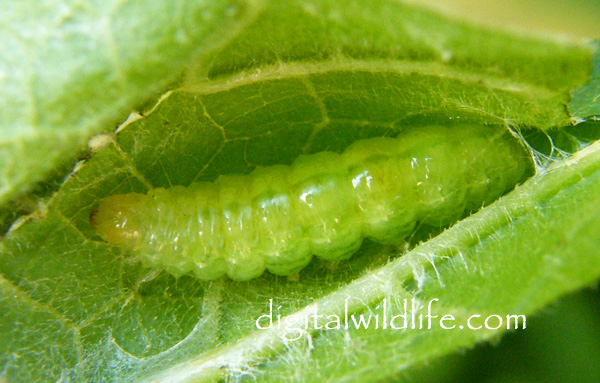 Cucumber Moth Caterpillar