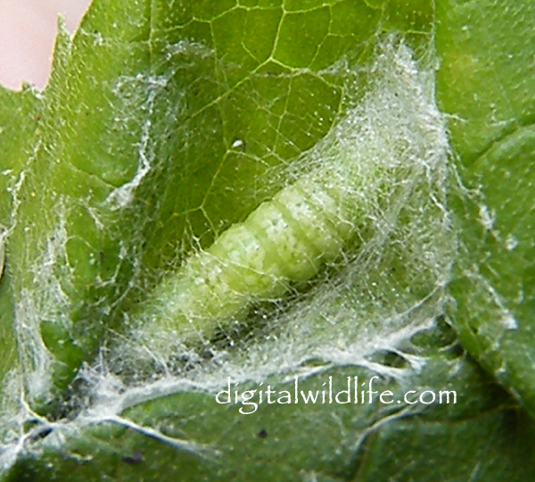 Cucumber Moth Caterpillar