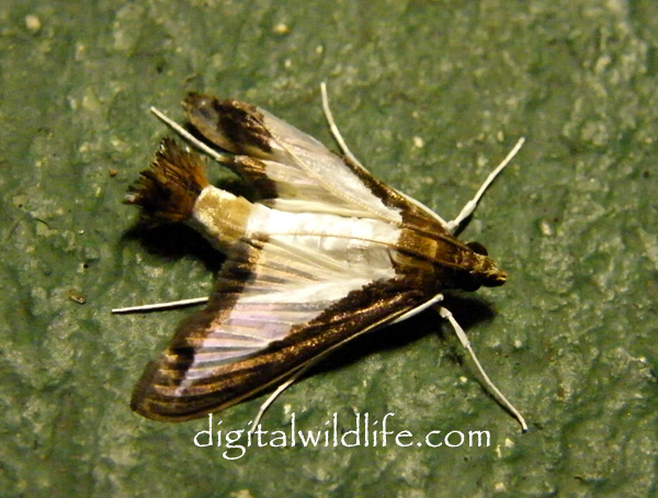 Cucumber Moth 