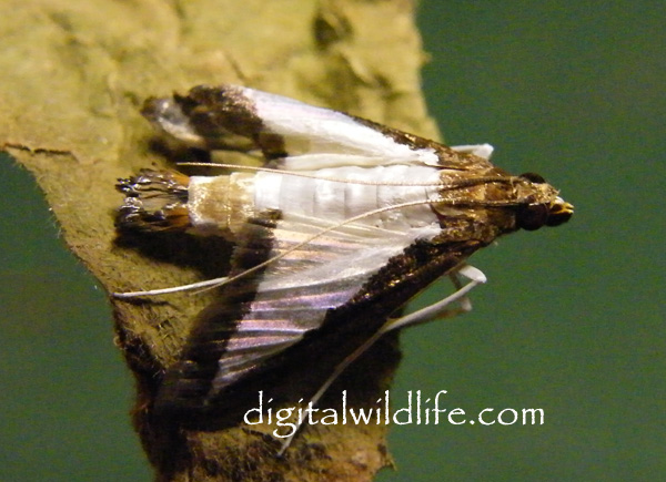 Cucumber Moth 