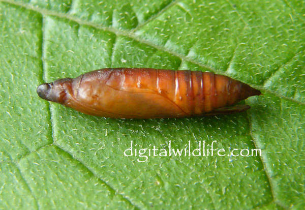 Cucumber Moth Cocoon