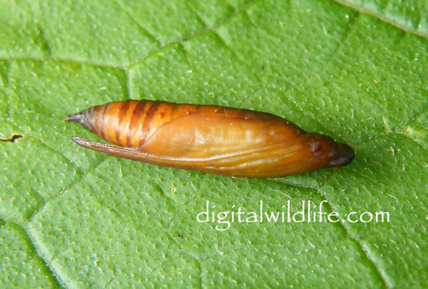 Cucumber Moth Pupa