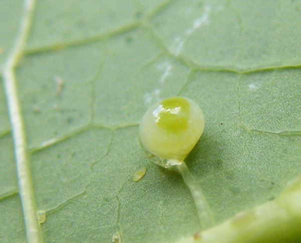 Erinnyis alope egg