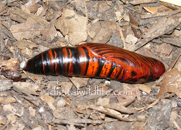 Erinnyis alope Pupa
