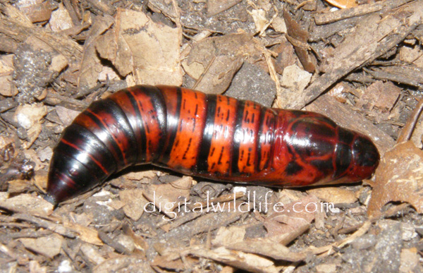 Erinnyis alope Pupa