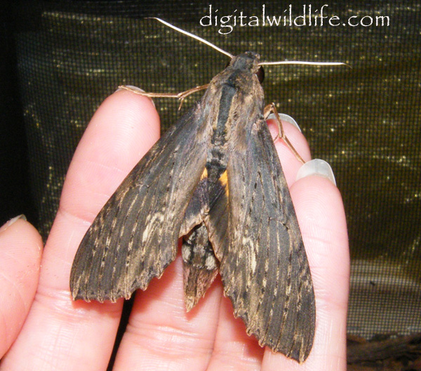 Erinnyis alope Moth