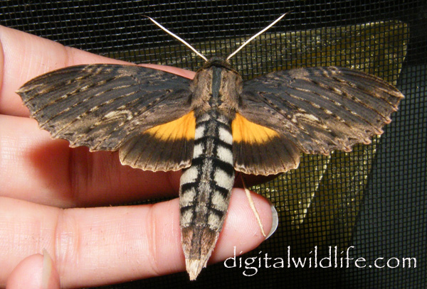 Erinnyis alope Sphinx