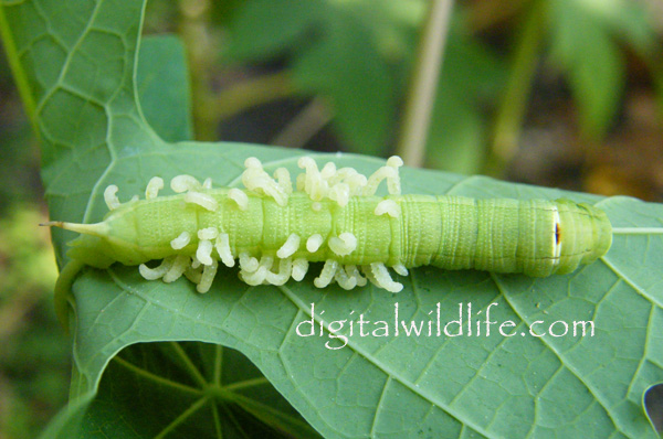 Parasitized Caterpillar