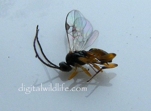 Parasitic Wasp