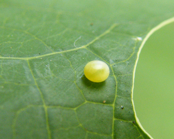 Erinnyis alope egg