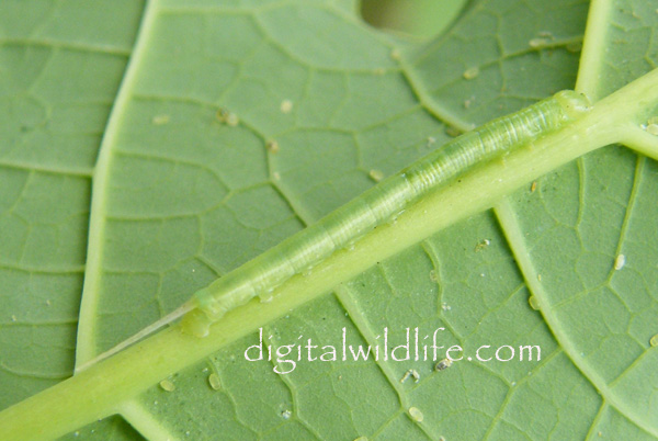 Erinnyis alope Caterpillar