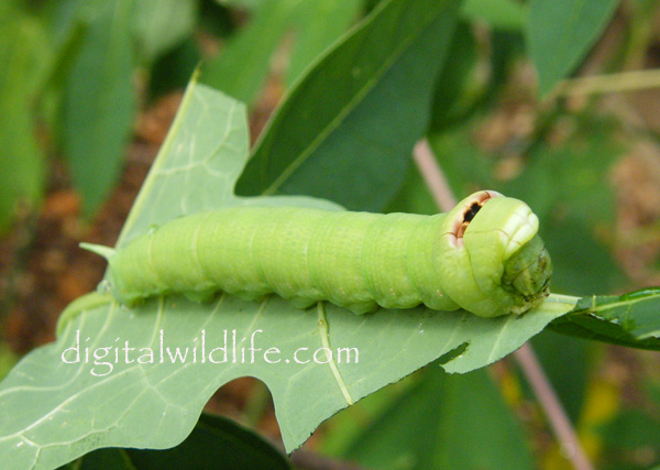 Erinnyis alope Caterpillar