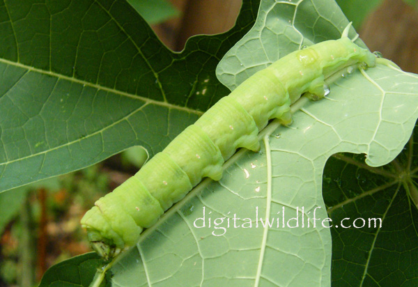 Erinnyis alope Caterpillar
