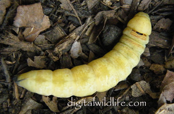 Erinnyis alope Caterpillar