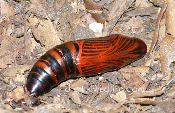 Erinnyis alope Pupa