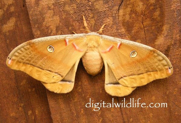 Polyphemus Moth