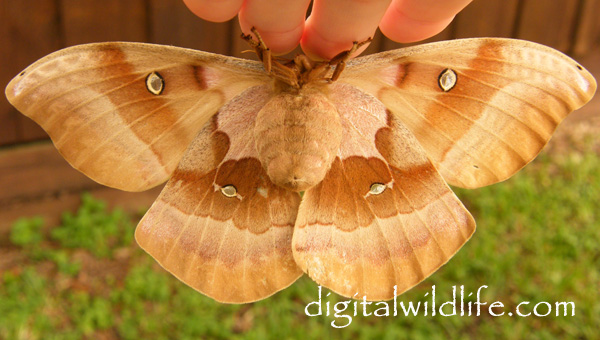 Polyphemus Moth