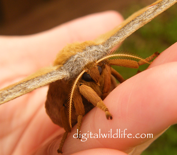 Polyphemus Moth