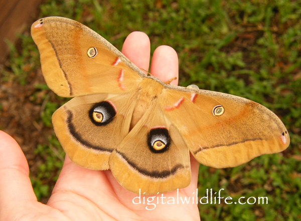 Polyphemus Moth